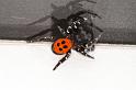 Eresus_sandaliatus_D3043_Z_89_NP De Hoge Veluwe_Nederland